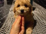 Aşılı Pasaportlu Maltipoo Erkek Yavrumuz
