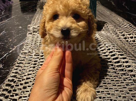 Aşılı Pasaportlu Maltipoo Erkek Yavrumuz görsel