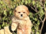 Mi̇ni̇ Boy Orji̇nal Poodle Bebekler