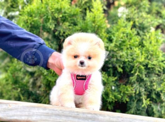 Safkan Pomeranian Boo görsel
