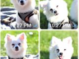 Sevimli Pomeranian Spitz