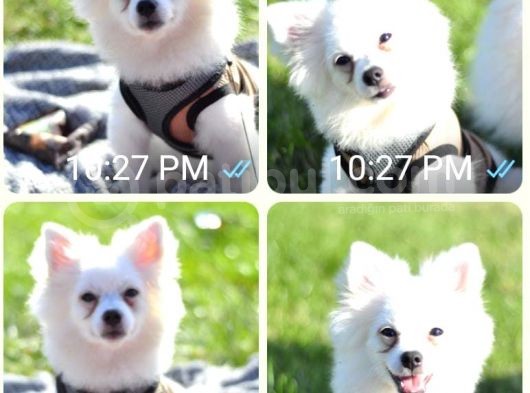 Sevimli Pomeranian Spitz