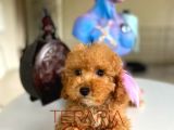 Büyümeyen Küçük Orjinal Safkan Toy Poodle