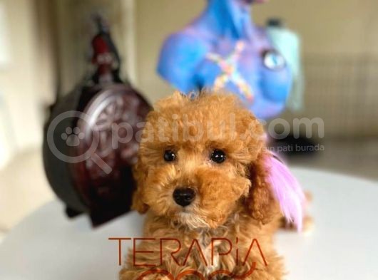 Büyümeyen Küçük Orjinal Safkan Toy Poodle görsel