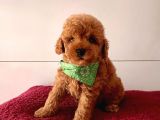 Orjinal Poodle Yavrular