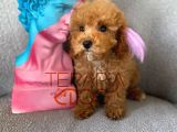 Büyümeyen Küçük Orjinal Safkan Toy Poodle
