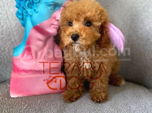 Büyümeyen Küçük Orjinal Safkan Toy Poodle