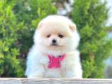 Safkan Pomeranian Boo Yavrular