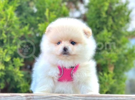 Safkan Pomeranian Boo Yavrular görsel