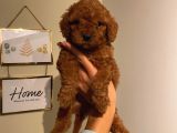 Ev Ortamında Büyüyen Poodle Yavrularımız