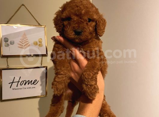 Ev Ortamında Büyüyen Poodle Yavrularımız görsel