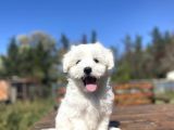 Kar Beyaz Orji̇nal Maltese Terri̇er