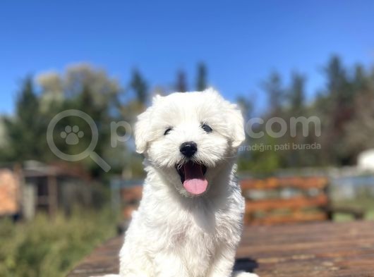 Kar Beyaz Orji̇nal Maltese Terri̇er