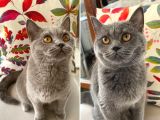 8 AYLIK BRİTİSH DIŞI KEDİLER