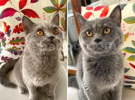 8 Aylik Bri̇ti̇sh Dişi Kedi̇ler