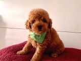 Orjinal Poodle Yavrular