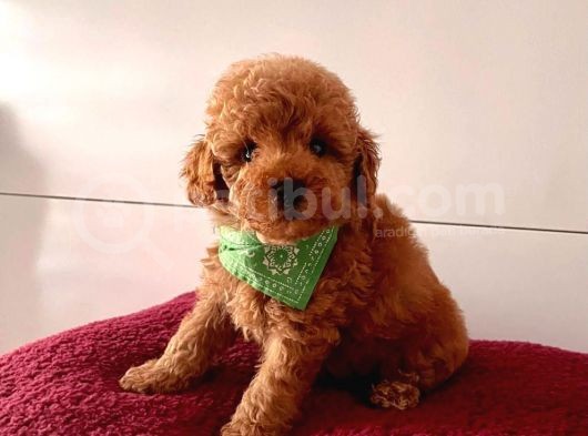 Orjinal Poodle Yavrular görsel