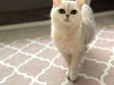 Secereli Çipli Yetişkin Ns11 British Shorthair