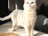 Secereli Çipli Yetişkin Ns11 British Shorthair