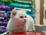 Top Kafa British Shorthair Yavrumuz