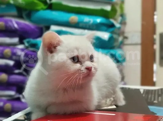 Top Kafa British Shorthair Yavrumuz görsel