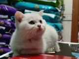 Top Kafa British Shorthair Yavrumuz