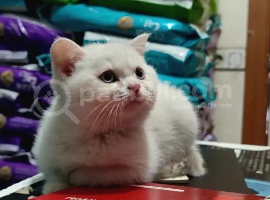 Top Kafa British Shorthair Yavrumuz