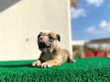 Erkek İngiliz Bulldog