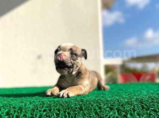 Erkek İngiliz Bulldog