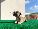 Erkek İngiliz Bulldog