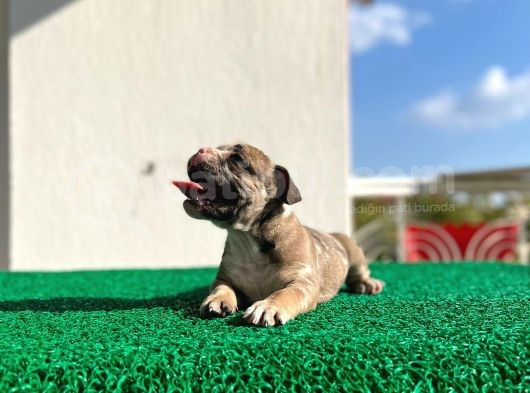 Erkek İngiliz Bulldog görsel