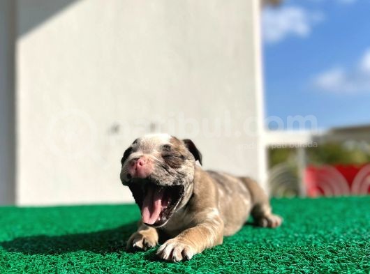 Erkek İngiliz Bulldog görsel
