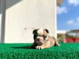Erkek İngiliz Bulldog