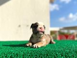 Erkek İngiliz Bulldog