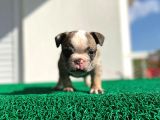 Erkek İngiliz Bulldog