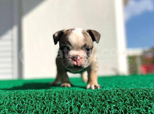 Erkek İngiliz Bulldog görsel