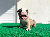 Erkek İngiliz Bulldog