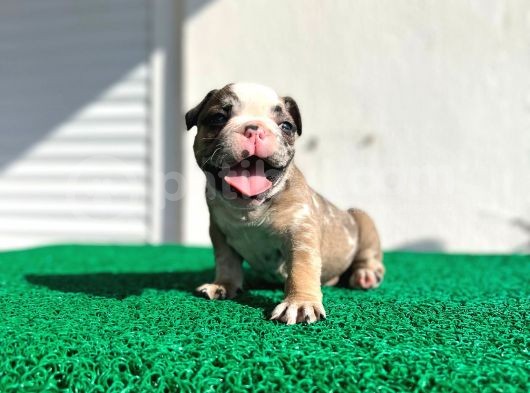 Erkek İngiliz Bulldog görsel