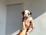 Erkek İngiliz Bulldog
