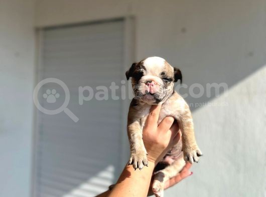 Erkek İngiliz Bulldog görsel