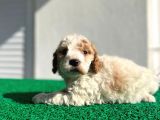 Çok Özel Renklerde Dişi Maltipoo