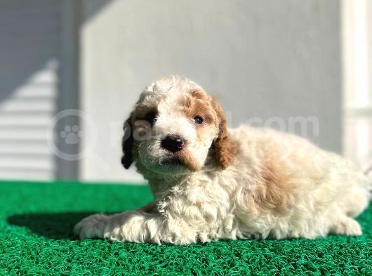 Çok Özel Renklerde Dişi Maltipoo