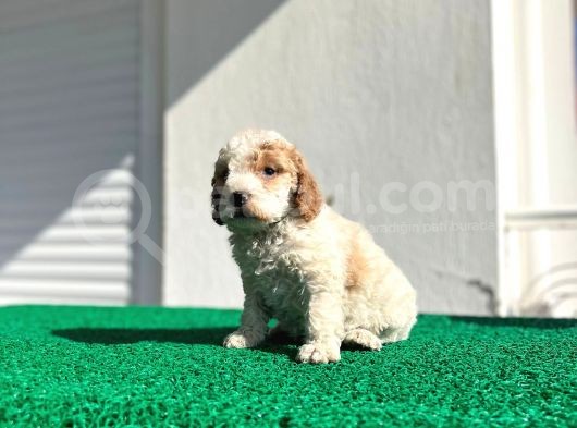 Çok Özel Renklerde Dişi Maltipoo görsel