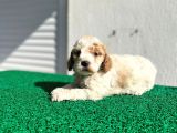 Çok Özel Renklerde Dişi Maltipoo