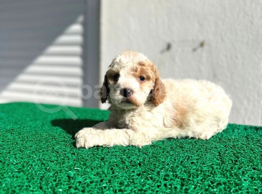 Çok Özel Renklerde Dişi Maltipoo görsel
