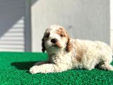 Çok Özel Renklerde Dişi Maltipoo