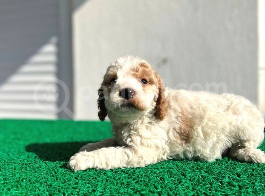 Çok Özel Renklerde Dişi Maltipoo görsel
