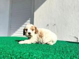 Çok Özel Renklerde Dişi Maltipoo