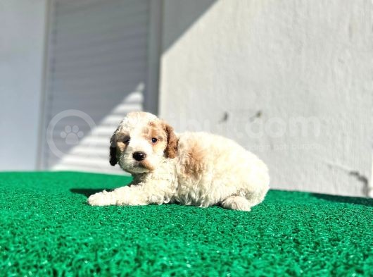 Çok Özel Renklerde Dişi Maltipoo görsel
