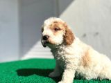 Çok Özel Renklerde Dişi Maltipoo